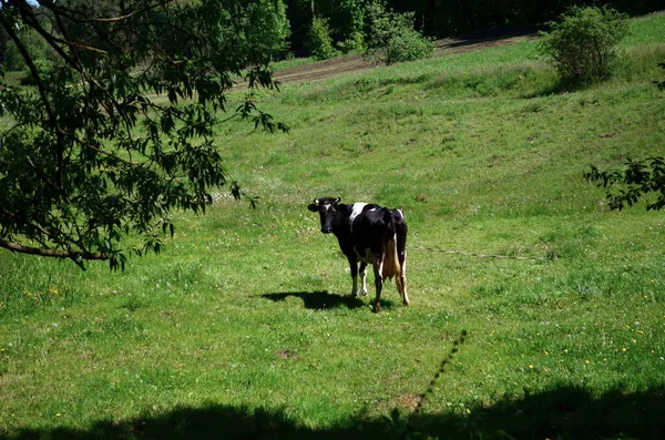 Vaca Preta Branca Olhando Para Câmera — Fotografia de Stock