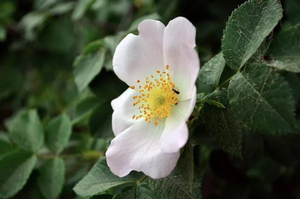 Hagebutte Rosa Weiße Blüte Mai — Stockfoto