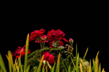 Bitki örtüsü ve siyah arka planlı güllerin ayrıntıları