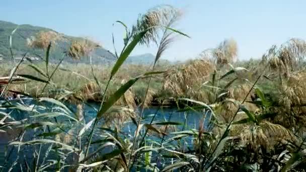 Canne Verdi Movimento Sfondo Vento Erba Selvatica Vicino Fiume Ciuffo — Video Stock