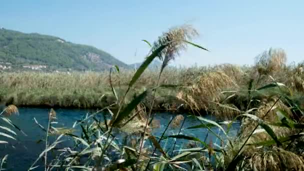 Canne Verdi Movimento Sfondo Vento Erba Selvatica Vicino Fiume Ciuffo — Video Stock