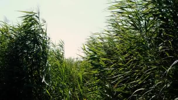 Vídeo Cañas Verdes Moviendo Fondo Del Viento Hierba Silvestre Junto — Vídeos de Stock