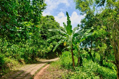 Ünlü Campuhan Tepesi Yürüyüşü, Ubud, Bali, Endonezya 'daki Doğal Yeşil Vadi.
