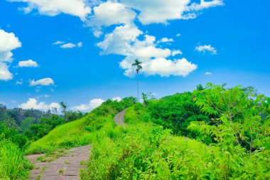 Ünlü Campuhan Tepesi Yürüyüşü, Ubud, Bali, Endonezya 'daki Doğal Yeşil Vadi.