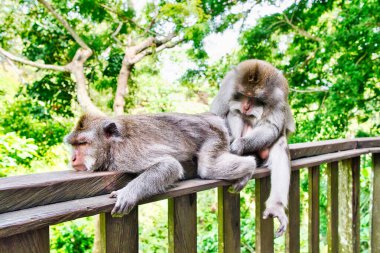 Endonezya, Ubud Bali 'deki Macak maymunları ve heykeller. Ubud 'daki Kutsal Maymun Ormanı ve Hindu tapınağı kompleksi.