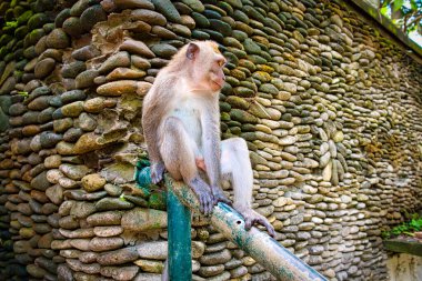 Endonezya, Ubud Bali 'deki Macak maymunları ve heykeller. Ubud 'daki Kutsal Maymun Ormanı ve Hindu tapınağı kompleksi.