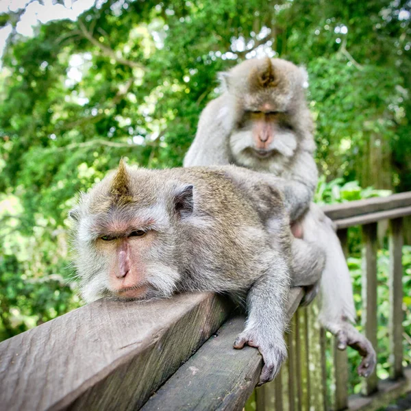 Macacos Estátuas Ubud Bali Indonésia Floresta Macaco Sagrado Complexo Templos — Fotografia de Stock