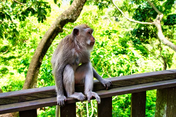 Singes Statues Macaques Ubud Bali Indonésie Forêt Singes Sacrés Complexe — Photo