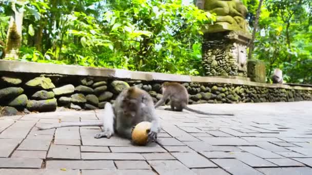 Makakenaffen Und Statuen Ubud Bali Indonesien Heiliger Affenwald Und Hindu — Stockvideo