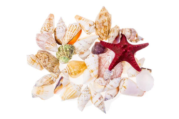 组的各种彩色的贝壳 — 图库照片