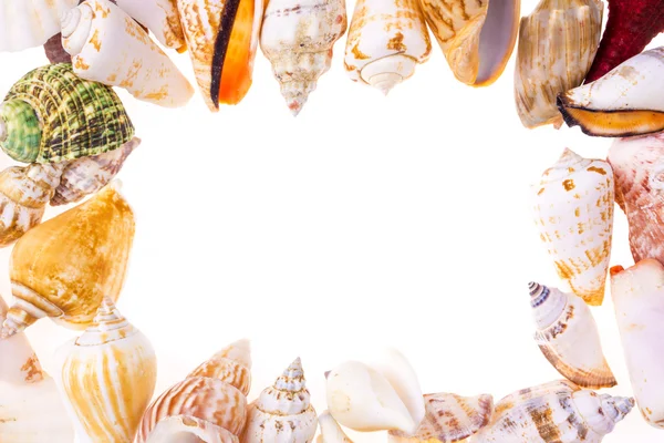 Frame of seashells — Stock Photo, Image