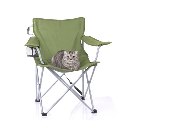 Chat sur fauteuil touristique — Photo