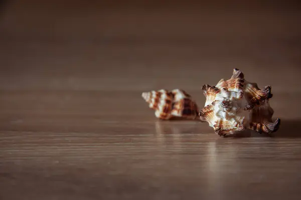 Sea shells on wooden background — Stock Photo, Image