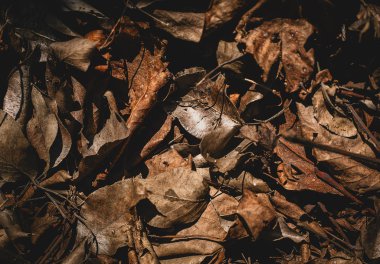 Sonbahar bir arka plan olarak kuru yaprak diğer yapraklarda üstün