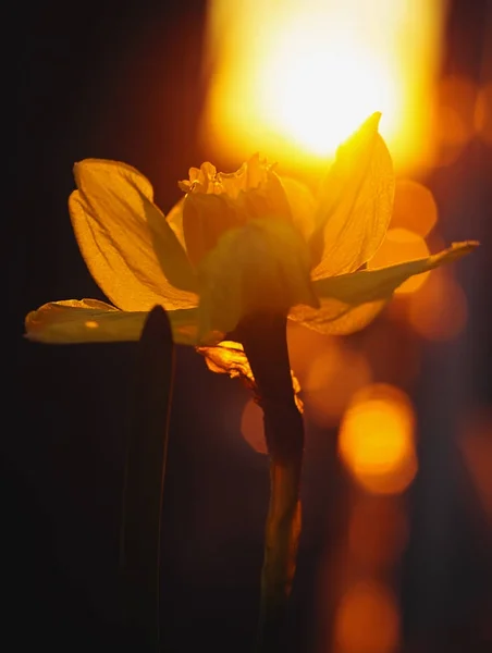 Narciso amarillo a la luz del sol —  Fotos de Stock