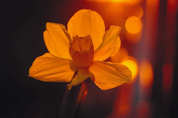 Narciso amarillo a la luz del sol —  Fotos de Stock