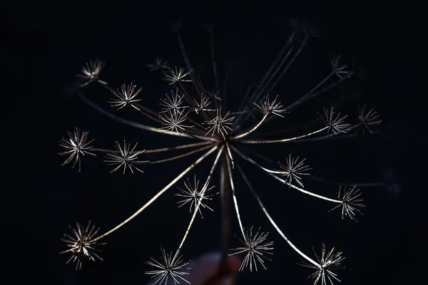 Plante sèche sur fond noir — Photo