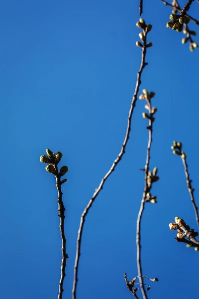 Ramo brotando contra o céu — Fotografia de Stock