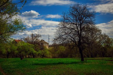 Kırsal yaz manzarası