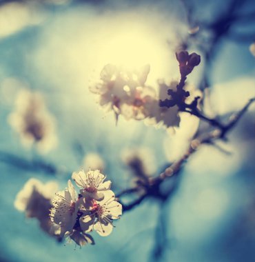 Mavi gökyüzü, doğal s-Bahar Time çiçek çiçek