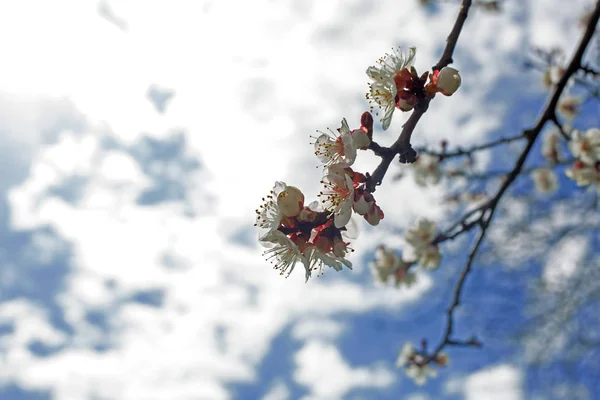 Mavi gökyüzü, na-bahar Time kiraz çiçekleri çiçek — Stok fotoğraf