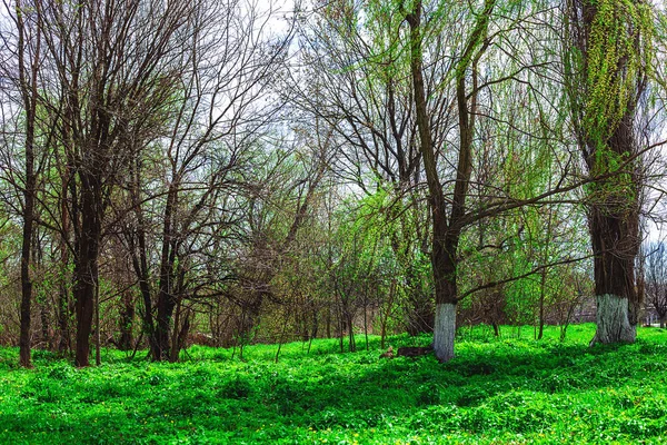 Letní krajina se zelenou trávou — Stock fotografie