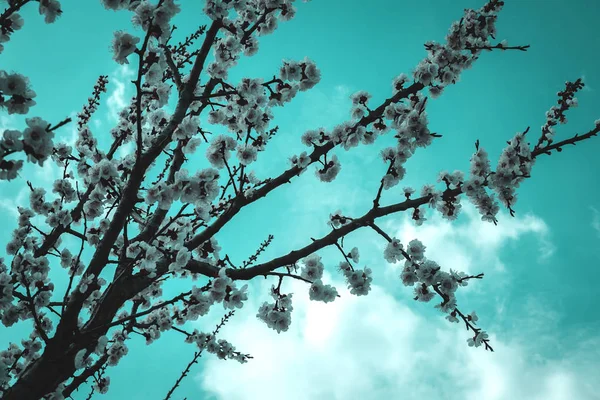 Jardim florescente. Flores de close-up na árvore contra o céu azul. Spri... — Fotografia de Stock