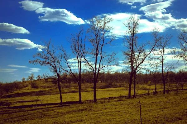 Paisagem - prado, o céu azul — Fotografia de Stock