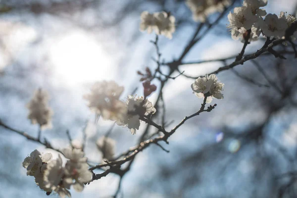 Mavi gökyüzü karşı dal çiçek açan kiraz ağacının beyaz çiçekler — Stok fotoğraf
