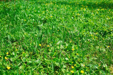 Sabah güneş ışığı yeşil çim ön çim parlar