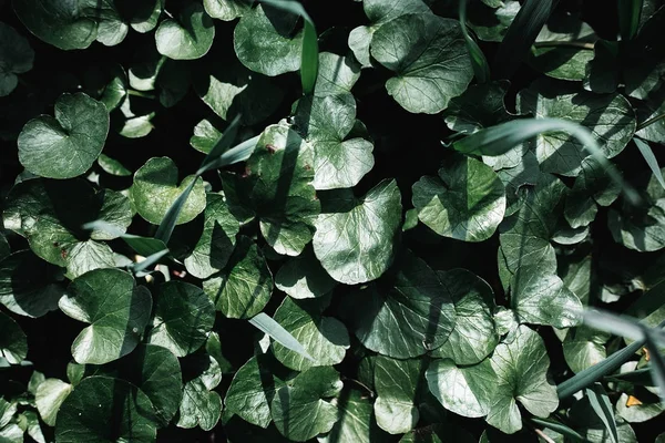 Textura de grama verde — Fotografia de Stock