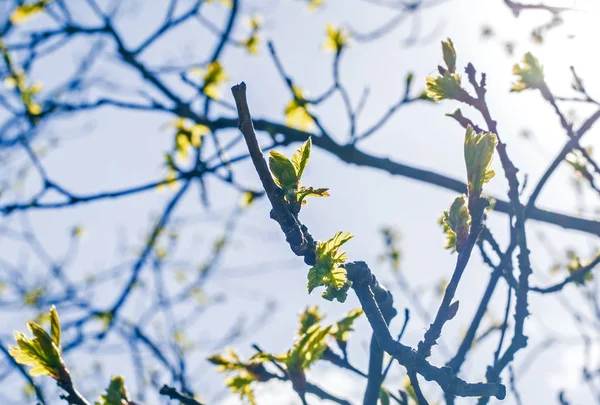 Şube yeşil yaprak ile genç bir ağaçta yaprak — Stok fotoğraf