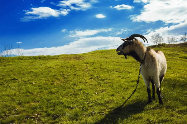 在茂盛的青草和纯农村的草地上吃草的山羊 — 图库照片