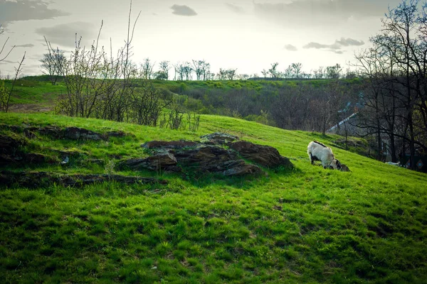 Ziegen weiden auf einer bäuerlichen Wiese inmitten von saftig grünem Gras und — Stockfoto