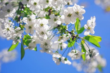 Bahar çiçekleri blooming ağacının closeup