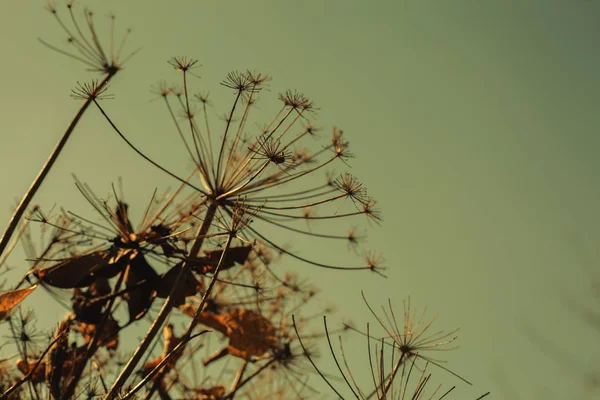 Φυτό της οικογένειας umbrellaed ενάντια στον ουρανό. Καλλωπιστικό φυτό — Φωτογραφία Αρχείου