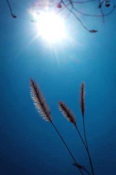 Сухое растение против неба — стоковое фото