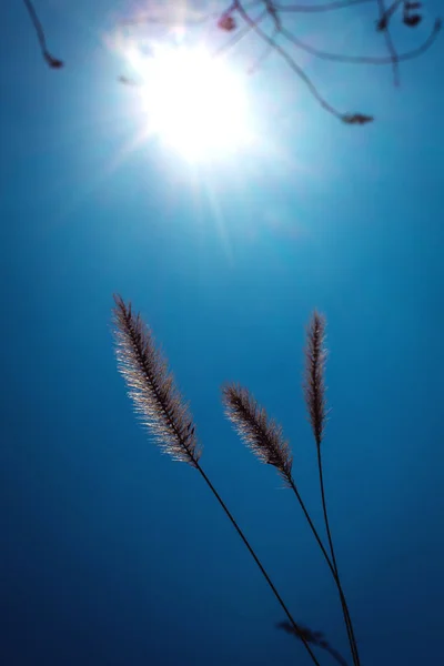 干燥植物对天空 — 图库照片