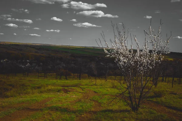 Árvore florescente na paisagem de primavera — Fotografia de Stock