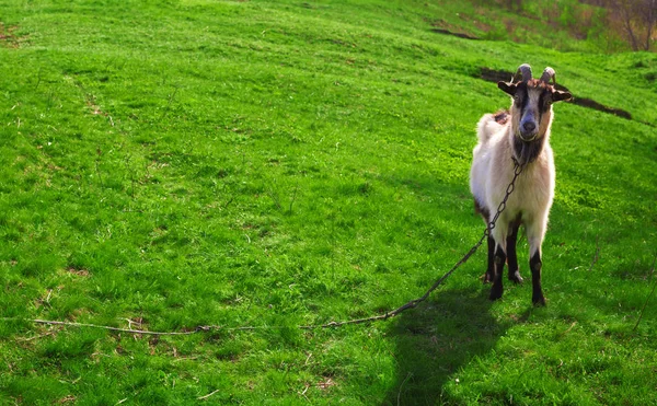在一片草地上吃草的山羊 — 图库照片