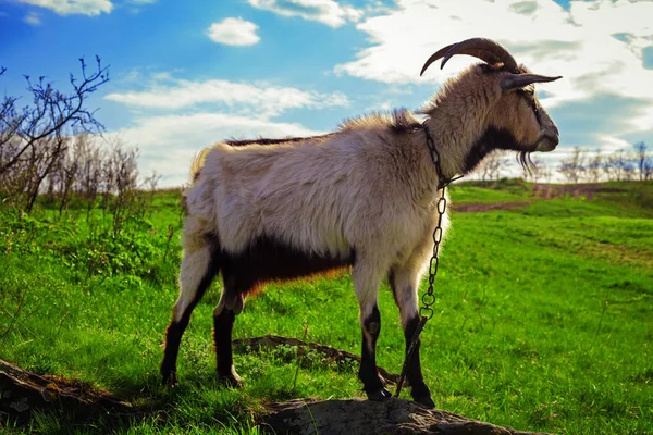 在一片草地上吃草的山羊 — 图库照片