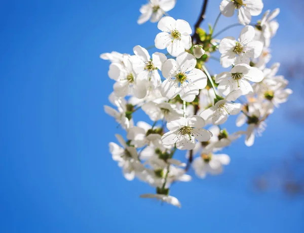 Bahar çiçekleri blooming ağacının closeup — Stok fotoğraf