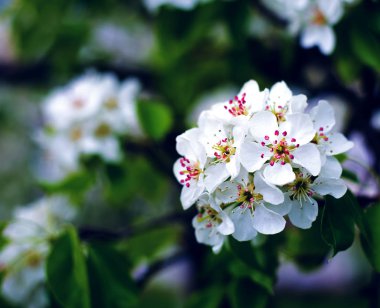 Bahar bahçe çiçekli kayısı