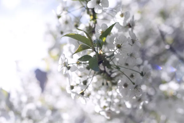 Bahar çiçekleri blooming ağacının closeup — Stok fotoğraf