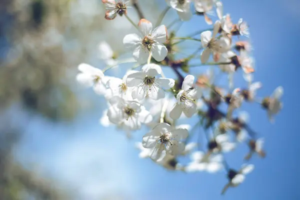 Bahar bahçe çiçekli kayısı — Stok fotoğraf