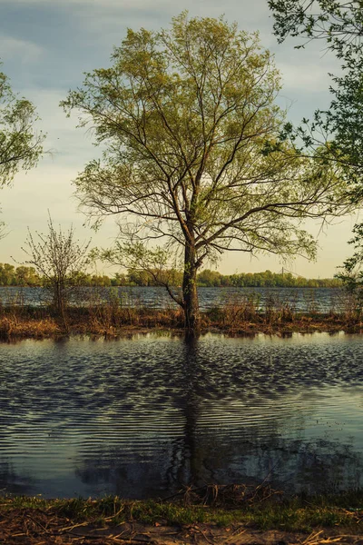 Paysage printanier - saule printanier sous le soleil printanier sur la ba — Photo