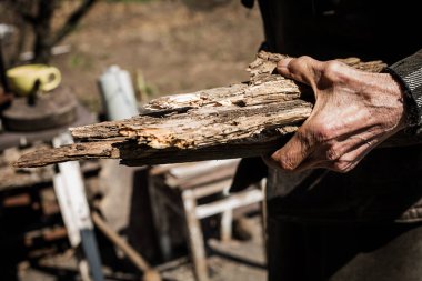 Yaşlı adam holding yakacak odun