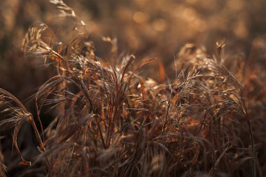 gün batımında kuru ot