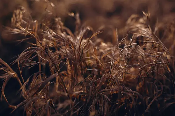 在日落时的干燥植物 — 图库照片