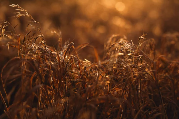 Plantas secas ao pôr do sol — Fotografia de Stock